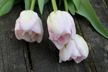 Beautiful delicate soft pink fresh natural bouquet of spring tulip macro