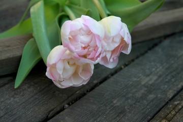 Beautiful delicate soft pink fresh natural bouquet of spring tulip macro