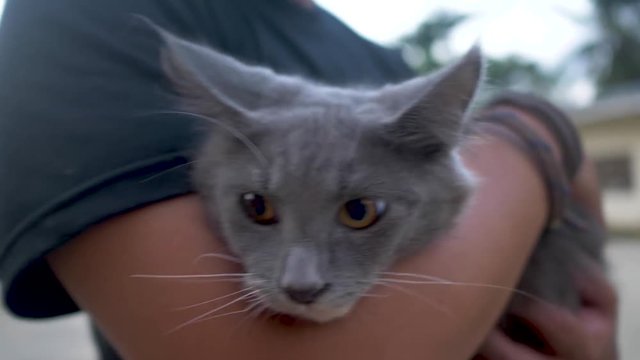 Close up of face of grey cat being held by a person outside. Cat enjoying attention in the arms of a woman in a green shirt.