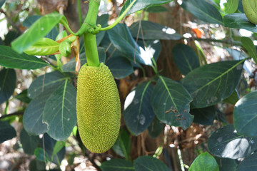 Young Jackfruit on the tree,Fruit tastes good of the tropical zone