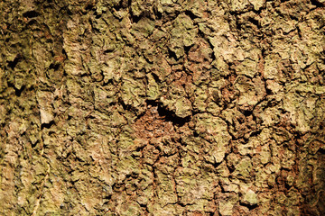 Brown with black and green color surface of the tree trunk is broken , Texture for add text or graphic design 