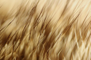 Fototapeta premium Streszczenie futra