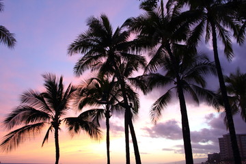 Fototapeta na wymiar 夕焼けに映えるヤシの木/ハワイ