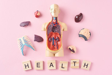 Human anatomy mannequin with internal organs and word HEALTH on a pink background. Medical health...