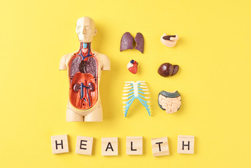 Human anatomy mannequin with internal organs and word HEALTH on a yellow background. Medical health concept