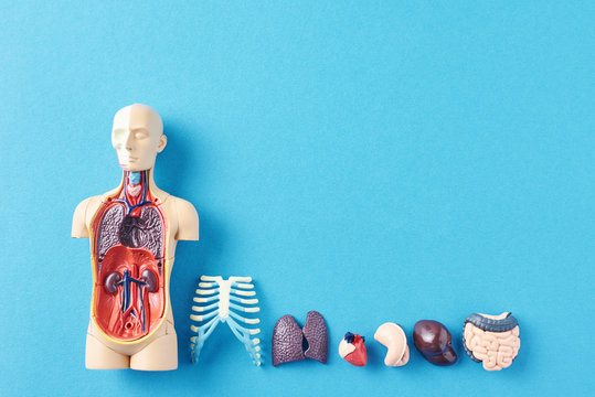 Human anatomy mannequin with internal organs on a blue background