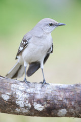 Mimus polyglottos outside backyard home feeder