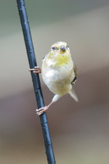 Spinus psaltria outside backyard home feeder