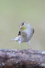 Spinus psaltria outside backyard home feeder
