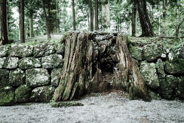 wood