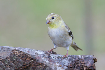 Spinus psaltria outside backyard home feeder