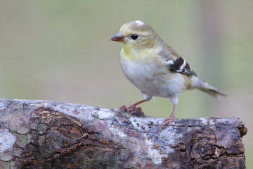 Spinus psaltria outside backyard home feeder