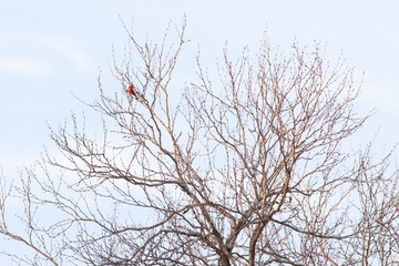 Fototapeta na wymiar Pyrocephalus rubinus perched on the tree 