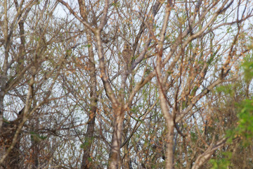 Bubo virginianus hidden on the tree