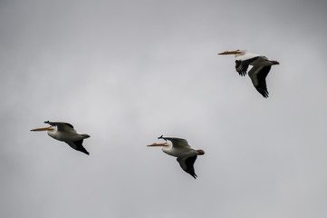 White Storks in flight