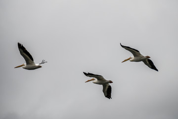 White Storks in flight