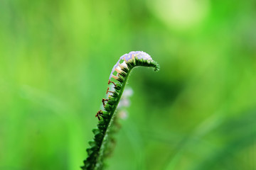  close up natural flowers, flowers bloom with blur background, used for background or wallpaper