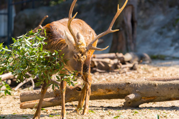 上野動物園