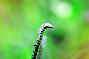  close up natural flowers, flowers bloom with blur background, used for background or wallpaper