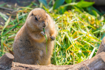 上野動物園