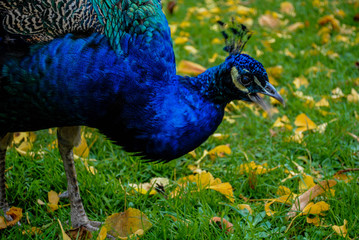 Obraz premium Peacock