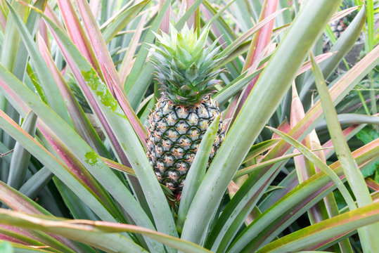 Pineapple tropical fruit growing in garden. pineapple on pineapple field.Farm agriculture concept.