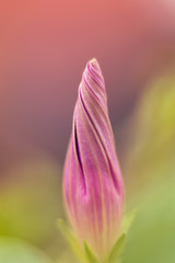 Fototapeta premium Awakening in nature,spring flowering plants.
