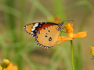 Fototapeta na wymiar Butterfly on Flower