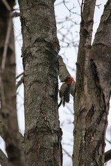 Red-headed woodpecker