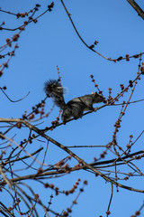 Climbing squirrel