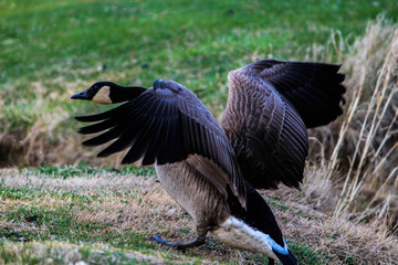 Goose takeoff