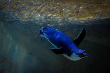 Fototapeta premium Swimming penguin