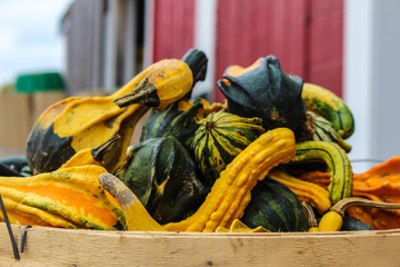Pile of gourds