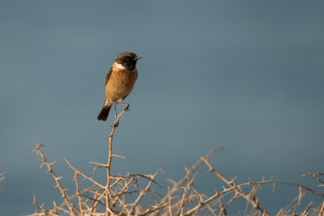 European stonechat / Saxicola rubicola