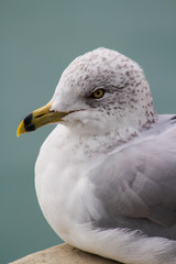 Seagull close-up
