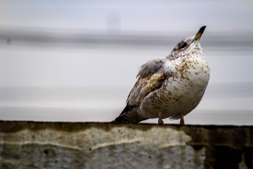 Seagull calling out