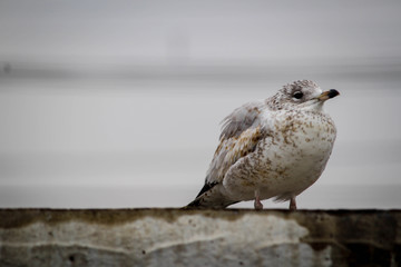 Baby seagull