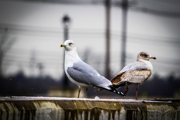 Seagulls