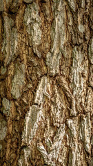 detail closeup of bark of a tree. natural abstract texture background