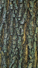 detail closeup of bark of a tree. natural abstract texture background