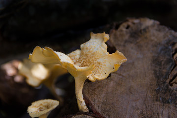 fungi that grow on the bark of the dead tree