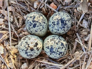 Killdeer Plover eggs as seen from directly above in a patch of stones and dry grass. From a short distance they appear very-well camouflaged amid their surroundings.