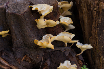 fungi that grow on the bark of the dead tree