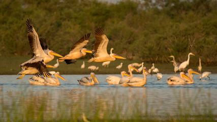 Great White Pelican (Pelecanus onocrotalus). Evros Delta. Greece