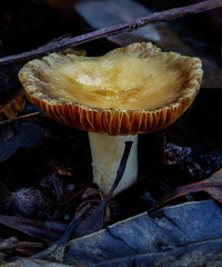 Close-up of Russula sp fungus - approx 50mm dia, NSW, Australia