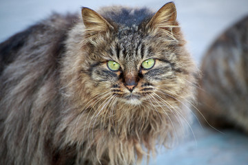 cat with green eyes