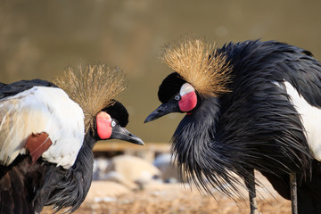 grey crowned crane