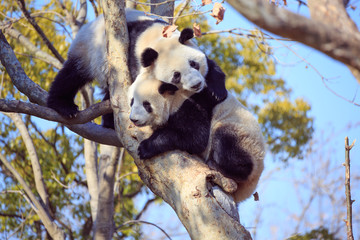 giant panda on the tree