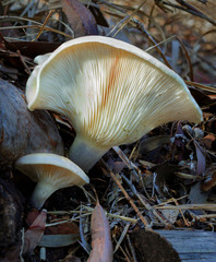 Close-up of Leucopaxillus eucalyptorum fungus growing at the base of a tree - NSW, Australia