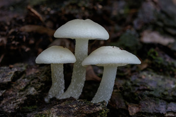 Fototapeta premium Close-up of Filoboletus manipularis bioluminescent fungi - NSW, Australia